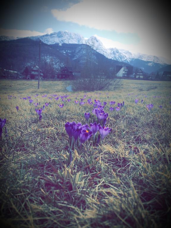 Dom Wypoczynkowy Jadzia Zakopane Kültér fotó